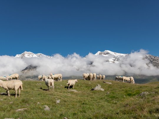 Natur- und Alpinhotel Post: von Ihrem Hotel zur Wildspitze Schafe auf Alpenwiese mit schneebedeckten Bergen und Wolken im Hintergrund