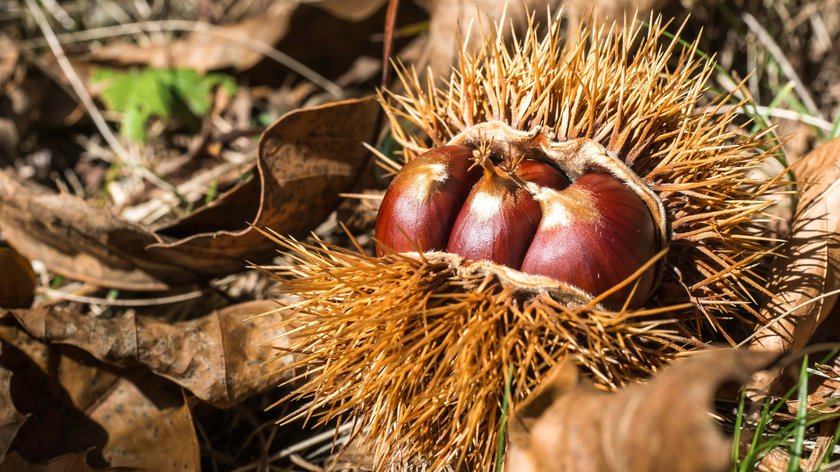Wandern mit der Familie: Tipps für kurze Touren Offene Kastanien mit Stachelhülle auf Herbstlaub am Boden