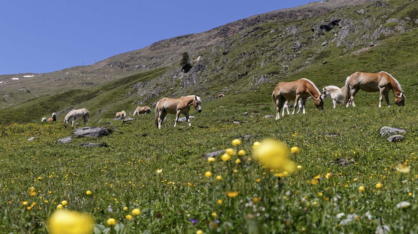 Flora und Fauna rund um Vent Pferde grasen auf einer Blumenwiese in den Bergen unter blauem Himmel