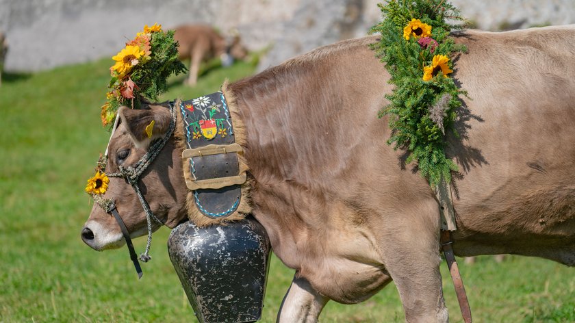 Vivez la descente des alpages dans la vallée de l’Ötztal Vache décorée d’une couronne de fleurs et d’une cloche dans un pré