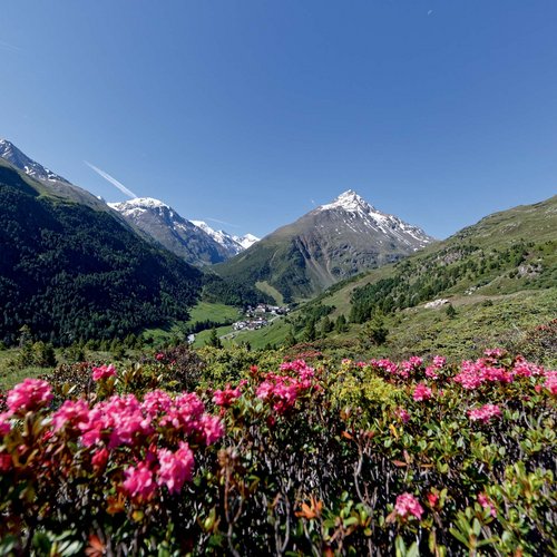 Unser Credo: wofür unser Hotel in Vent in Tirol steht Blühende Alpenrosen mit Blick auf schneebedeckte Berge und Tal unter blauem Himmel