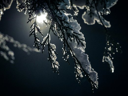 Winterwandern, Langlaufen und Rodeln in Vent Schneebedeckte Zweige im Mondlicht in einer dunklen Winternacht